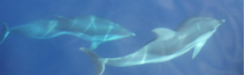 Rencontre avec les dauphins