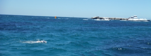 rottnest-18